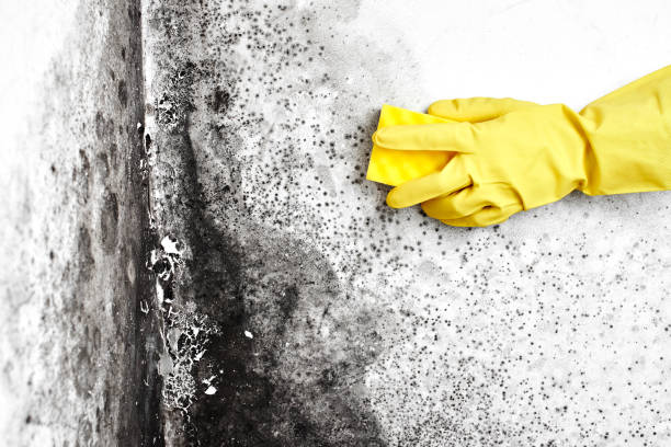 Best Post-Construction Mold Inspection  in Bellows Falls, VT