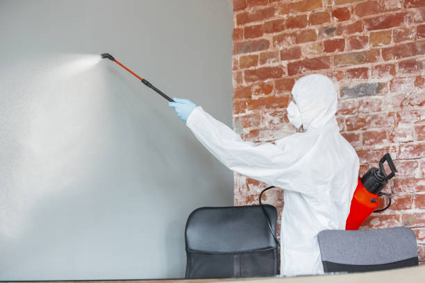 Best Mold Removal for HVAC Installations  in Bellows Falls, VT