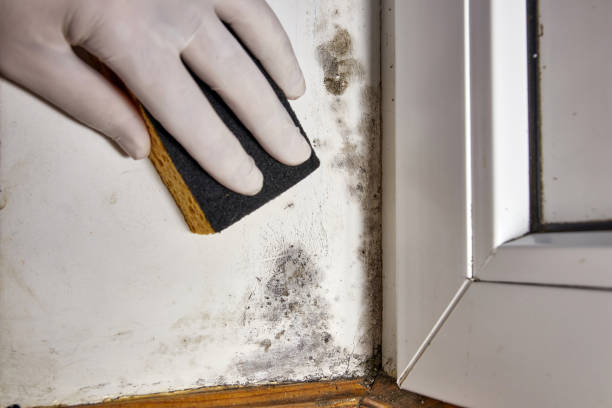 Best Comprehensive Air Testing for Mold Contaminants  in Bellows Falls, VT