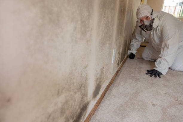 Best Emergency Mold Remediation  in Bellows Falls, VT
